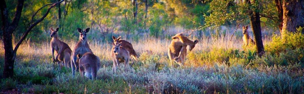 Kangaroos in Walgett